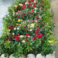 خدمات باغبانی باغچه کاری گل کاری درتمام نقاط تهران