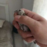 جوجه سهره کال
