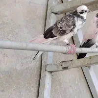 جوجه کفتر پرشی
