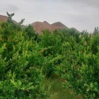 فروش-باغ-میوه