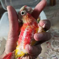 طوطی گرینچیک دبل رد