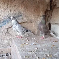 فروشی|پرنده|بندر ماهشهر, |دیوار