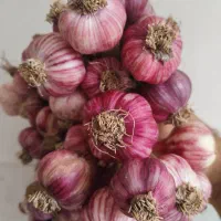 سیر سوباتان