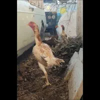 اوشامو مرغ و خروس