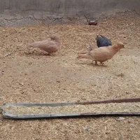 کبوتر فروشی