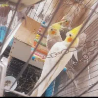 عروس هلندی مولد