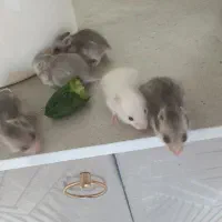 ۶ عدد همستر خانگی عدد کوچک و دوعدد بزرگسال