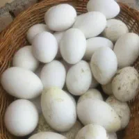 تخم غاز