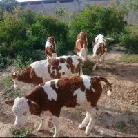 فروش گوساله های سمینتال پرواری وزن گیر
