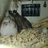 فنچ با جوجه
