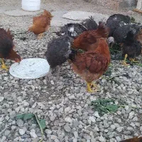 ۱۰ عدد جوجه مرغ و خروس رسمی