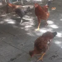جوجه خروس