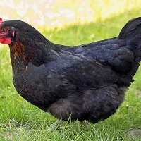 جوجه گلپایگان مشکی