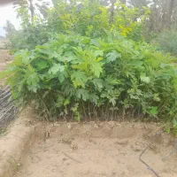 فروش نهال مرکبات انجیر سیاه و زرد کنار سیبی