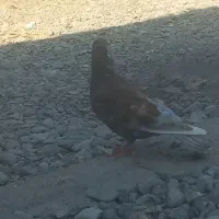 ۱۲۳