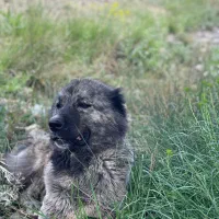سگ گله ای جانوری ماده جوان