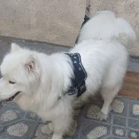 ساموید اصیل
