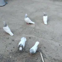 چهار عدد کله ای اس یک جفت پشت دار