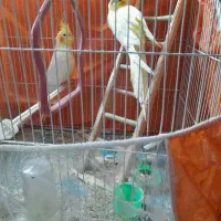 عروس هلندی و سهره خاکی