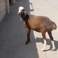 فروش کاور چینی لختی کل عروس