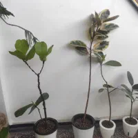 گل و گیاه