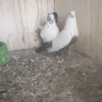 جفت دنبی
