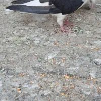 کفتر      کبوتر