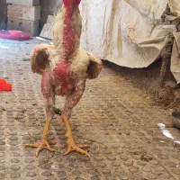 خروس لاری