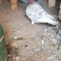 سار|پرنده|گنبد کاووس, |دیوار