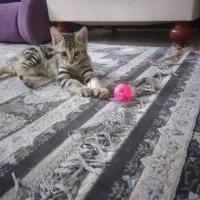 گربه نر. نژاد dsh واگذاری