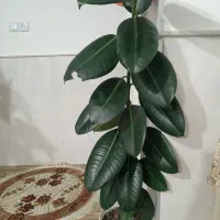 گل سرحال