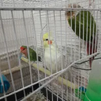 طوطی گرنجیک عروس هلندی طوطی برزیل