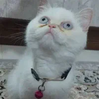 واگذاری گربه با وسایل مورد نیازش