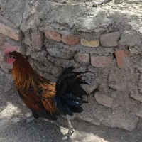 خروس و تیش دم تخم