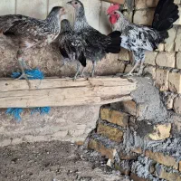 نیمچه لری ۴ ماهه