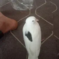 فروش فوری کفتر