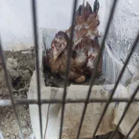خروس ومرغ لاری مرغ کرچ لاری تخم مرغ نطفه دار لاری