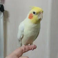 عروس هلندی همراه با قفس