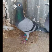 پلاکی