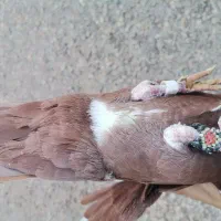 گلی پلنگ نر|پرنده|چترود, |دیوار