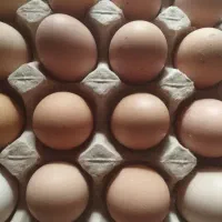 تخم مرغ نطفه دار استرالپ لوهمن کاکلی