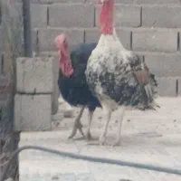 تخم نطفه دار بوقلمون برنزه