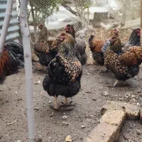 تخم مرغ ویاندوت