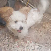 سگ پشمالو