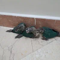 جوجه گرنجیک سرلاکی
