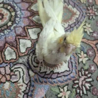 جوجه عروس هلندی لوتینو چشم شرابی فول دستی
