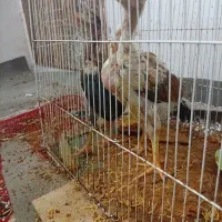 جوجه خروس لاری اصیل افغانستان