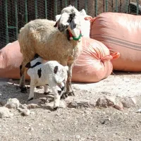 شیشک ناز
