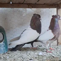 کبوتر سینه ای