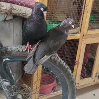 سو صرب|پرنده|خرمشهر, |دیوار
